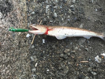 とりあえず5目釣り